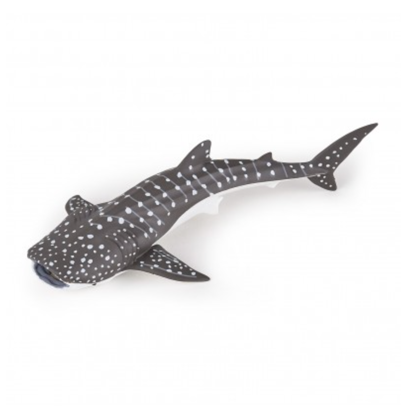 Young Whale Shark Papo
