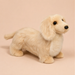 Haisley Golden Dachshund