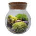 Moss Bowl - Grow Your Own Oasis