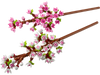 40725 Cherry Blossoms