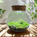 WaterPlants: Create Your Own Aquascape