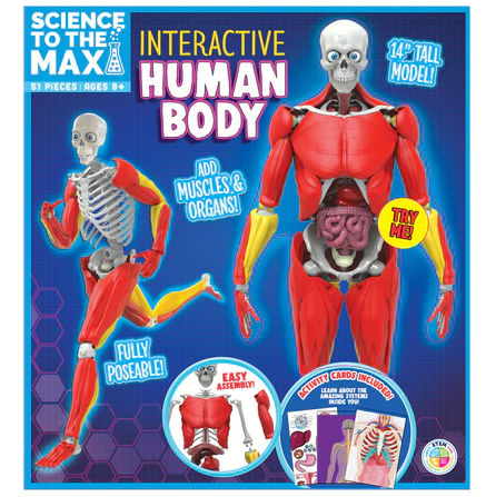 Interactive Human Body